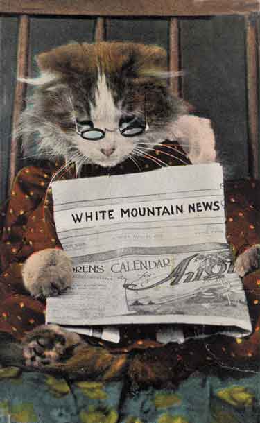 cat_reading_newspaper.jpg